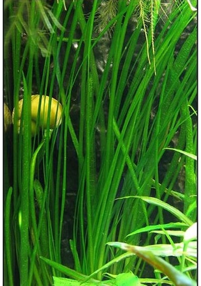 Vallisneria Nana 'Saz' Saksı Canlı Bitki