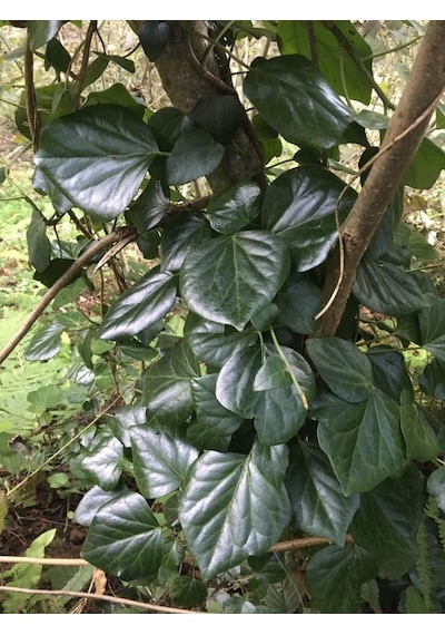 Duvar Sarmaşığı Yeşil.orman 1 Metre 3 Metre Arası