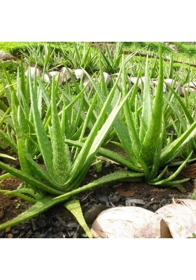 Tüplü Aromatik Aloe Vera(Sarı Sabır) Fidanı