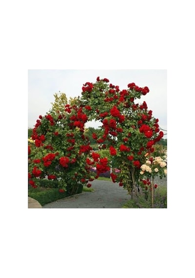 Kırmızı Yediveren Sarmaşık Gül Fidanı, 15-25 Cm