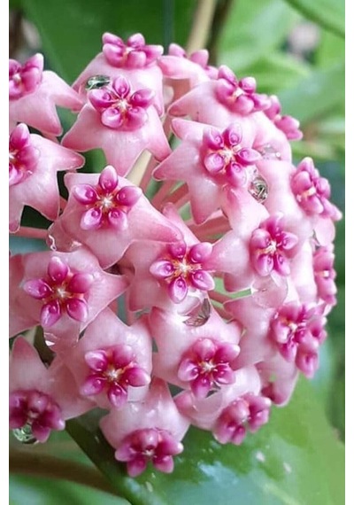 Mum Çiçeği Dantelli Pembe 10-15cm Ev Salon Bitkisi