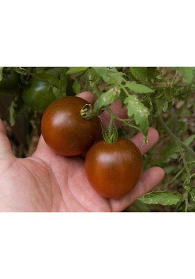 Kara Prens Domates Tohumu Geleneksel Black Prince Tomato Seeds