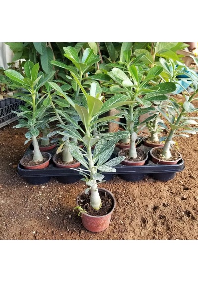 8 Adet Adenium Çöl Gülü Çiçeği Fidanı Pakedi Mix Karışık 1