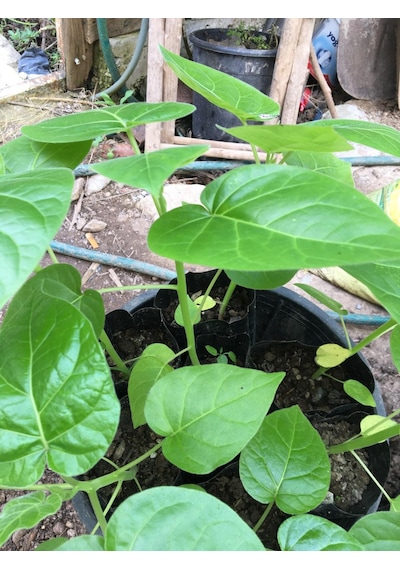 Tamarillo Domates Ağacı 70-100 Cm Tüplüdür