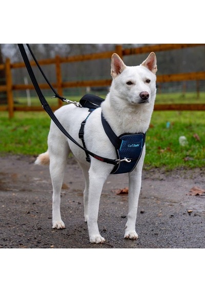 Company Of Animals Carsafe Çarpışma Testli Köpek Harness Göğüs Tasması, Medium Mavi Genel