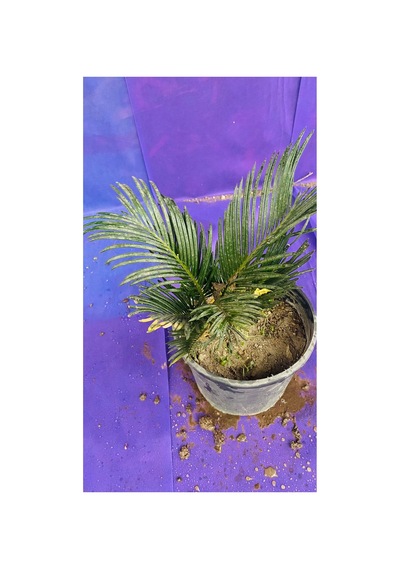 Cycas Dış Mekan Bitkisi