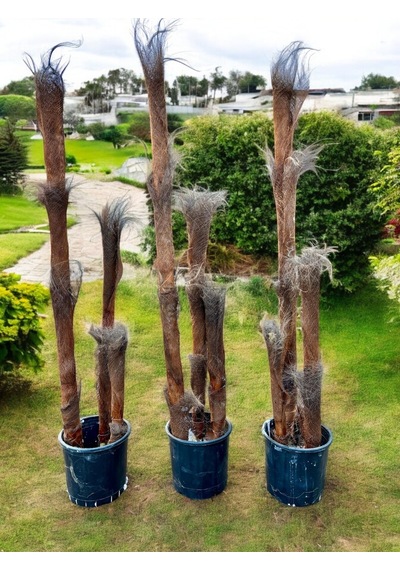Yapraksız 130 Cm Yapay Bambu Ağaç - Doğal Görünümlü Dekoratif Bitki, İç Ve Dış Mekan Uyumlu Çok Renkli