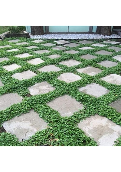 Dona Dayanıklı Dichondra Repens Fare Kulağı Tohumu 100