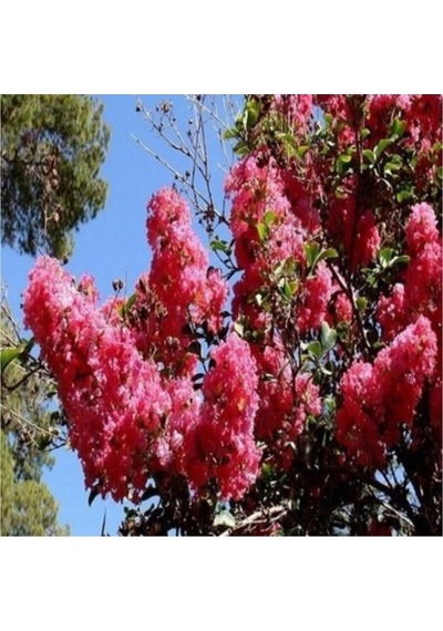 Kırmızı Oya Çiçeği Fidanı 30-50 Cm