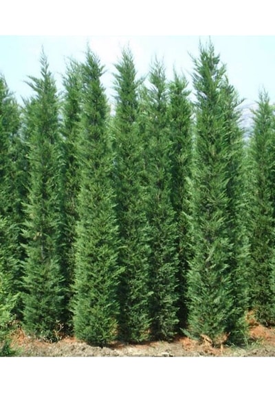 Videolu 10 Adet Leylandi Çam Fidanı Saksılı\tüplü 15-20 Cm Leyland Cypress Sapling