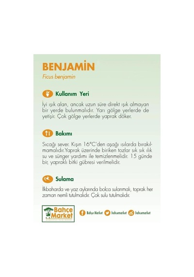 Ficus Benjamina Natasja Yeşil