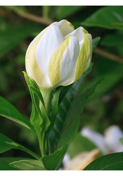 Videolu Kokulu Gardenya Çiçeği 1 Adet Saksılı 30-50cm Ev Ofis Bitkisi Jasminoides