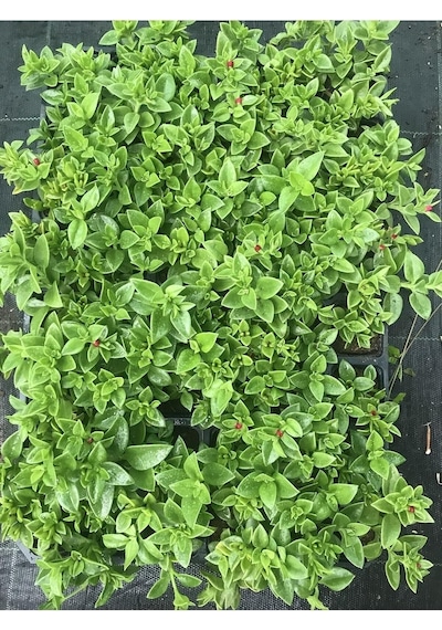 Videolu Pembe Buz Çiçeği Fidesi 40 Adet Saksılı/tüplü 5-10 Cm Yer Örtücü Bitki Delosperma