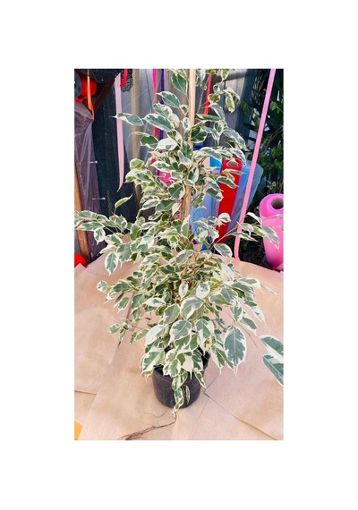 Ficus Çiçeği Canlı Bitki