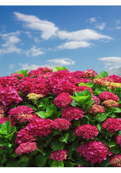 Bol Kırmızı Çiçekli Ortanca Fidanı 30-60 Cm Tüplü Çiçekli Bodur Bitkiler Red Hydrangea