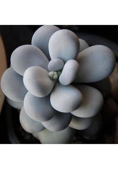 10 Adet Pachyphytum Oviferum Succulent Tohumu