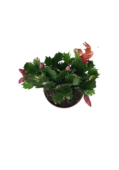 Schlumbergera - Kırmızı