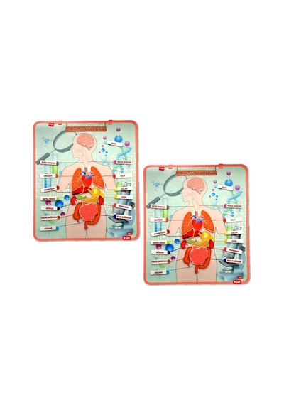 2 Set - 52 Parça Tox Iç Organlar Sistemi Keçe Duvar Panoları . Eğ