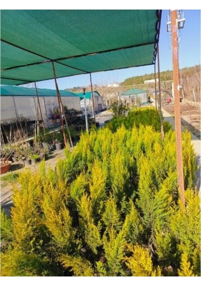 Fidan&peyzaj -limoni Servi / Limon Çamı Fidanı 40 - 50 Cm./1 Yaş