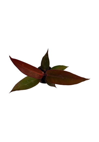 Philodendron 'Red Sun' Ø5,5 CM Y0-10 CM