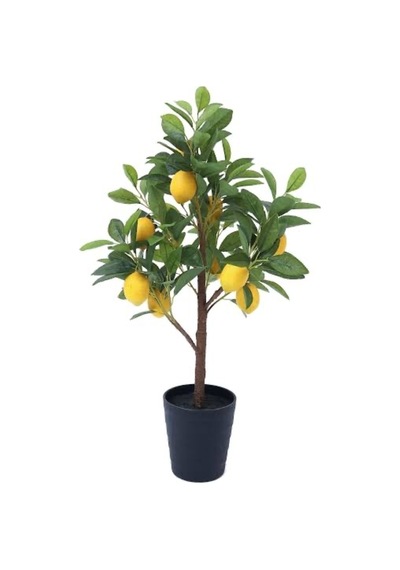 65 Cm Bodur Yediveren Limon Ağacı Fidanı,