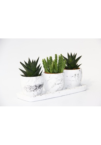 Trio Beyaz Sukulent Seti - Haworthia. Crassula Huernia Angolensis
