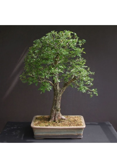 Bodur Bonsai Sarı Alıç Ağacı Tohumu Alıç Tohumu Yetiştirme Kiti