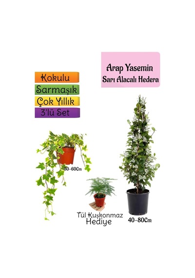 Mis Kokulu Arap Yasemini+alacalı Hedera Hex Sarmaşığı+tül Kuşkonmaz 3'lü Set