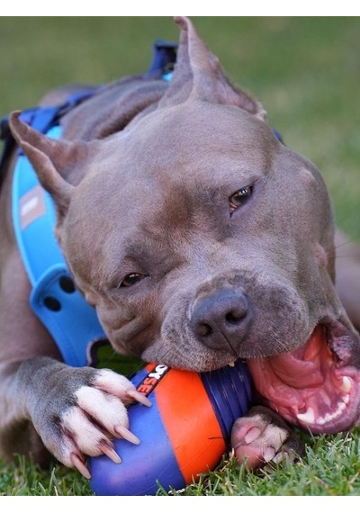 Joyser Active Rugby Köpek Oyuncağı Jys-7069