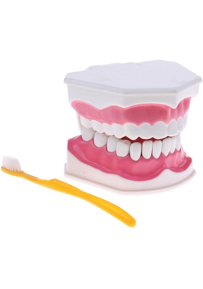 2x Büyük İnsan Ağzı Modeli Diş Fırçalı Öğretim Aleti Sabitleme-15x12x9cm 15 X Diş Sabitleme-15x12x9cm 15 X 12 X 9 Cm