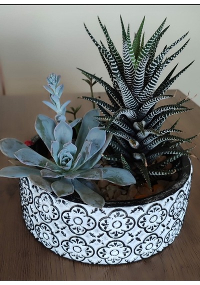 Beton Saksı Sukulent Bonzai Teraryum Arajman Çiçek Saksısı 18x7cm Bitki Hariç Siyah-beyaz