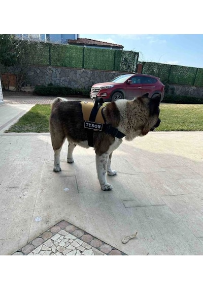 Kişiye Özel, Isimli K9 Köpek Tasması, Göğüs Tasması Camel