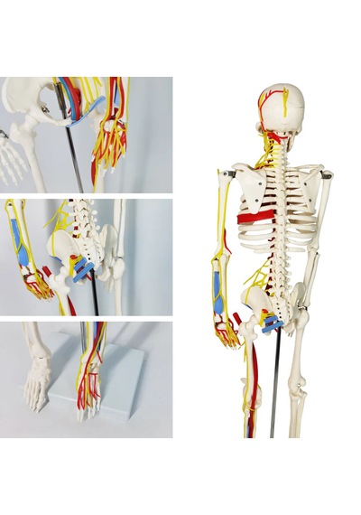 İnsan İskeleti Modeli Sinirler, Kan Damarları Ve Kalp İçerir , 85 Cm - İskelet Maketi 01