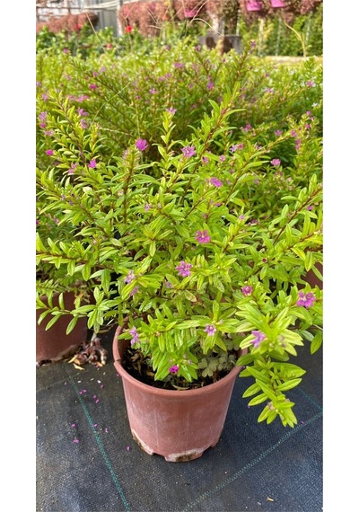 Kufeya Cennet Çiçeği Beyaz - Mor Set Cuphea Hyssopifolia 20-30cm Mix Ürün