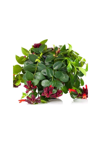 Ruj Çiçeği (Aeschynanthus) - Askılı Saksıda