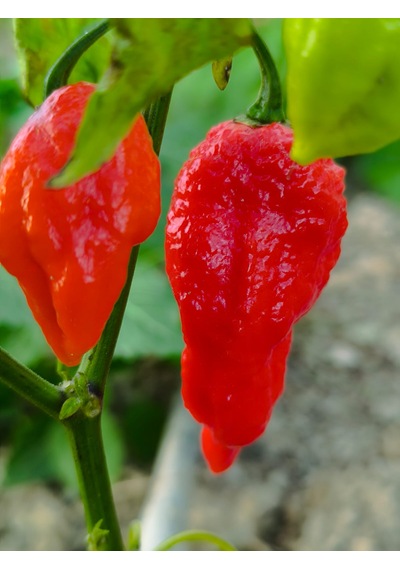 Komodo Dragon Pepper / 1,4 2,2 Milyon Scoville - Gerçek Taze Acı Biber