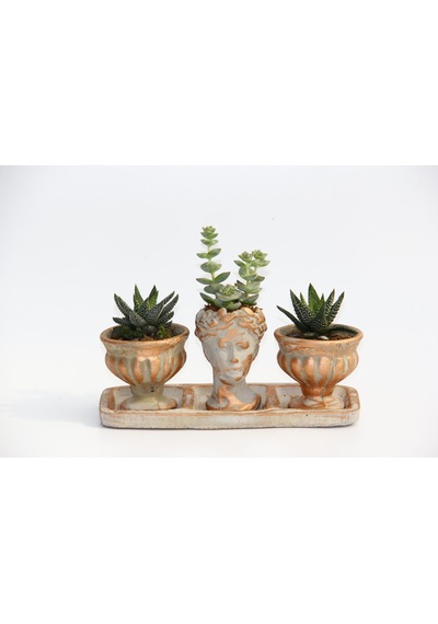 Trio Helen Orange Sukulent Seti - Haworthia Pumila. Crassula