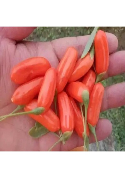 Tüplü Princess Tao Etli Goji Berry Kurt Üzümü Fidanı Sınırlı Say