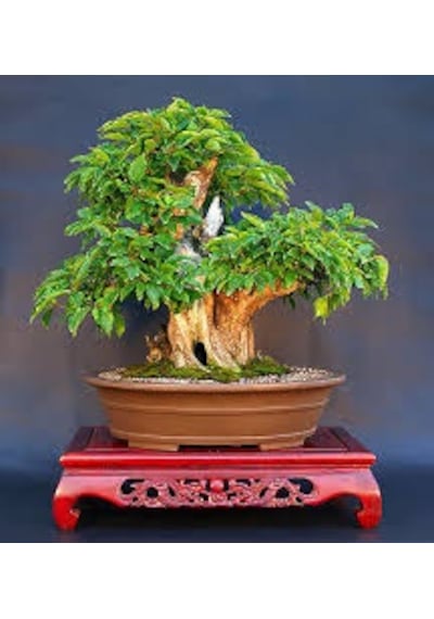 Bodur Kızılcık Bonzai Ağacı Tohumu 3 Tohum + Bonsai Tohumu