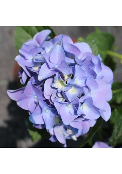Videolu 1 Adet Ithal Mavi Çiçekli Ortanca Çiçeği 30-50 Cm Saksılı Çiçekli Bodur Bitkiler Hydrangea