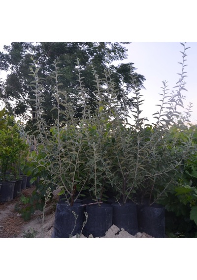 2 Yaş Tüplü Kokulu İğde Fidanı130-150 Cm