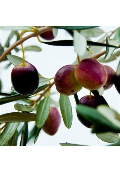 Zeytin Fidanı Hakiki Gemlik 60 Cm