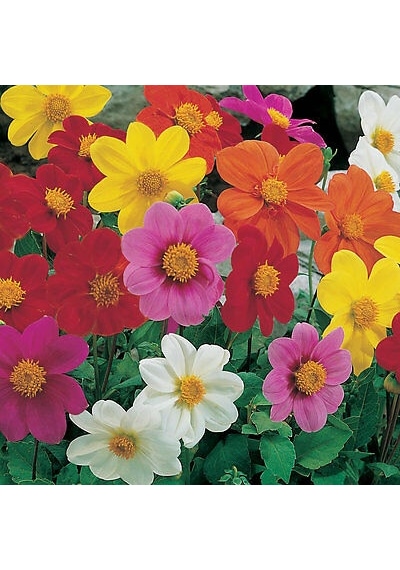 30+ Dahlia Variabilis Mignon Çiçek Tohumu Karışık Renk Çiçekli N112318