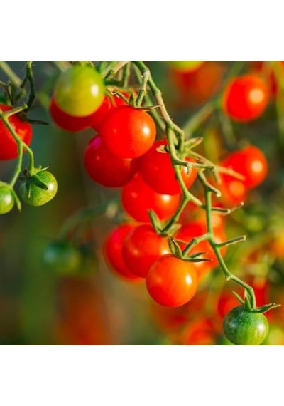 Bezelye Cherry Domates Tohumu 10+ Adet Yüksek Verimli Mini Domates Tatlı, Sulu Ve Kolay Çimlenen