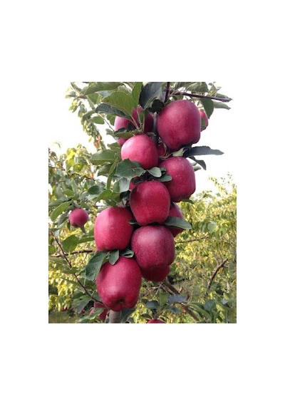 6 Adet Aşılı Kırmızı Elma Red Chief Fidanı 3 Yaş