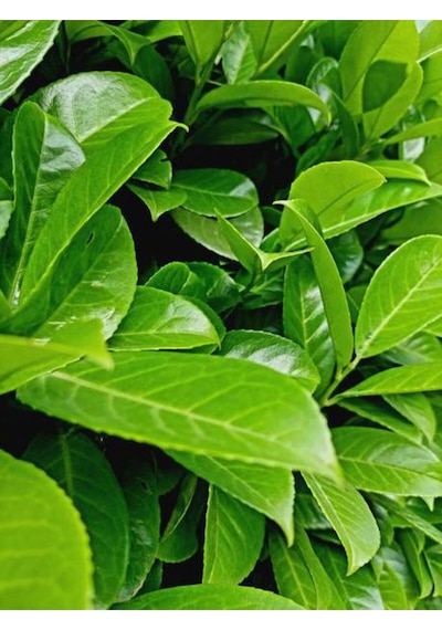 Videolu 1 Adet Yeşil Çıtır Taflan Çiçeği Fidanı 20-40 Cm Tüplü Çiçekli Bodur Bitkiler Euonymus