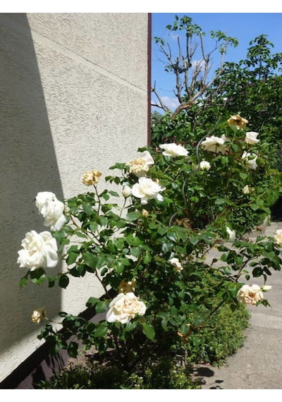 Videolu Yediveren Krem Beyaz Renginde Yoğun Kokulu 40 60 Cm 2 Adet Saksılı Aşılı Gül White Rose