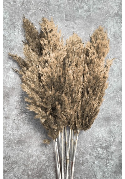 Şoklanmış Naturel Renkli Pampas Demeti 10 Dal