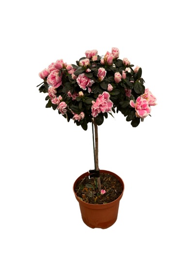 Rhododendron Indicum 'pink' Açelya Çiçeği