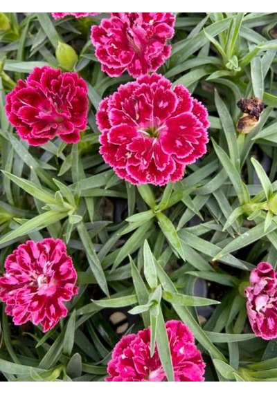 Videolu Kokulu Kırmızı Bodur Karanfil Bitkisi 1 Adet Saksılı 15-30cm Dianthus Caryophyllus Red